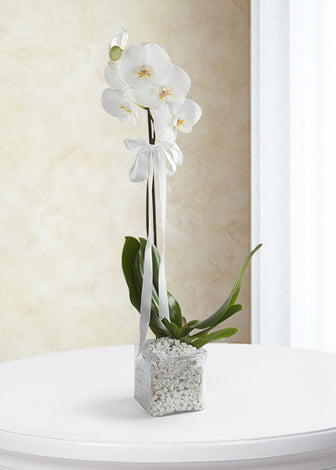 Beyaz Phalaenopsis Orkide Cam Vazo